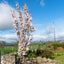 Prunus 'Amanogawa' upright cherry tree