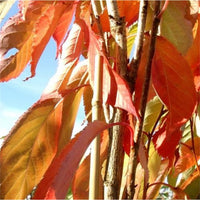 Prunus 'Amanogawa' foliage