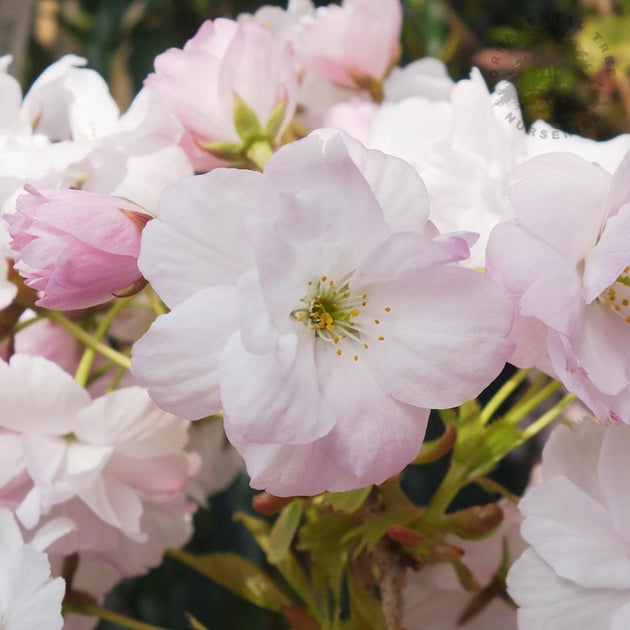 Prunus 'Amanogawa' Cherry Blossom