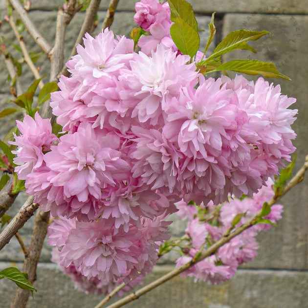 Prunus 'Asano' pink cherry blossom