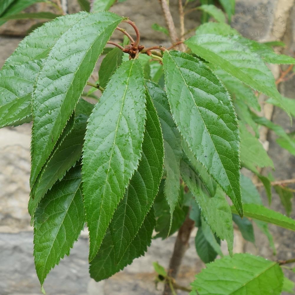 Prunus 'Asano' tree