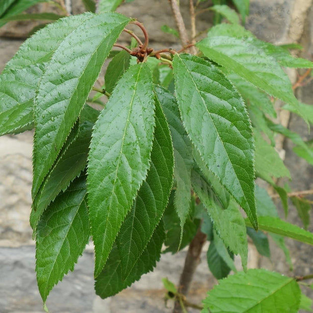 Prunus 'Asano' Tree