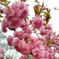 Prunus 'Asano' Cherry tree