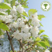 Prunus avium 'Plena' cherry tree