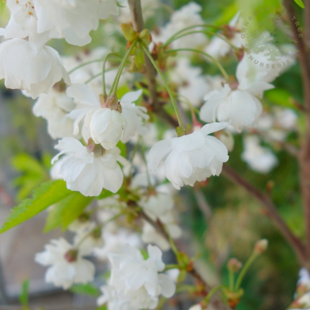 Prunus avium 'Plena' white cherry blossom