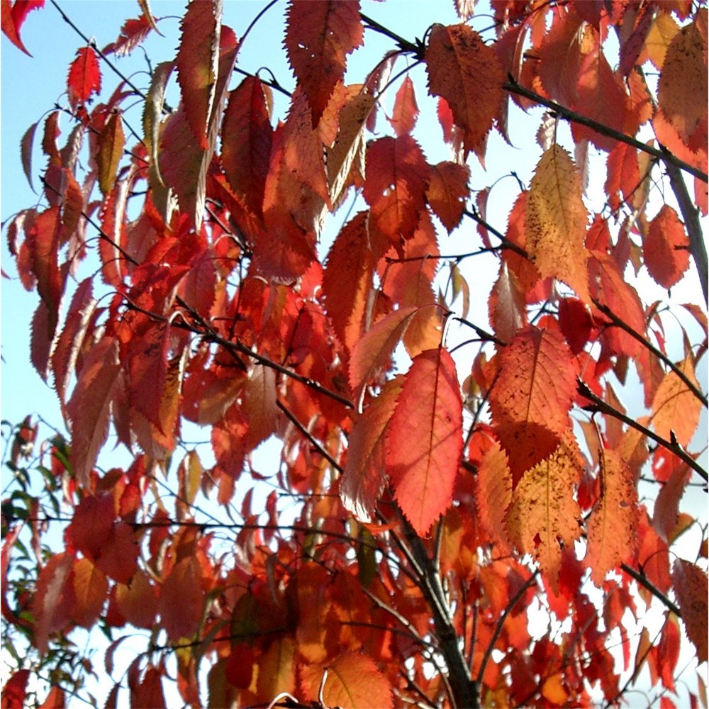 Prunus avium 'Plena' foliage in autumn