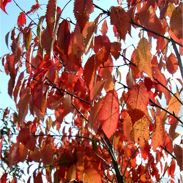 Prunus avium 'Plena' foliage in autumn