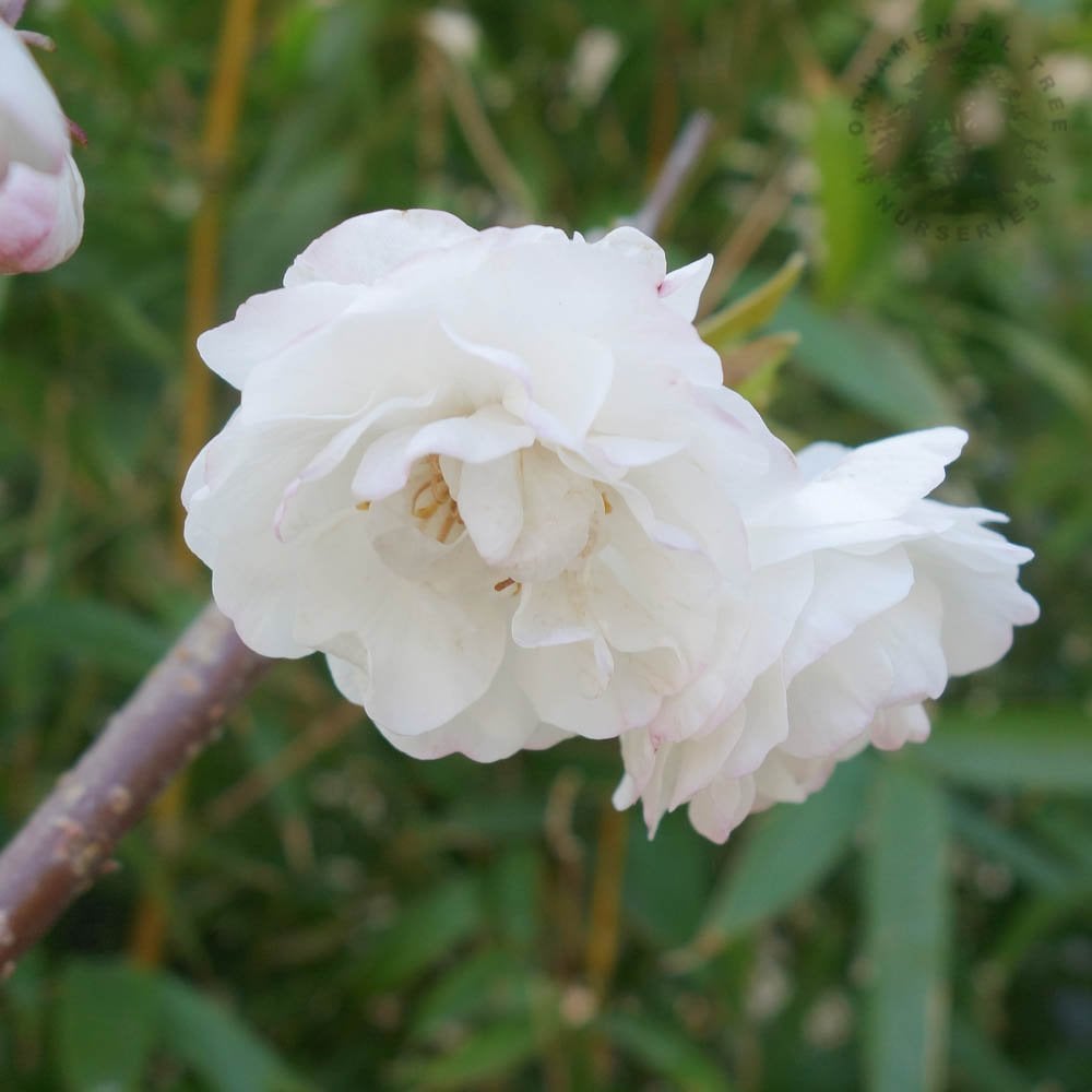 Prunus avium 'Plena' double white flowers