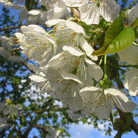 Prunus avium Wild Cherry tree