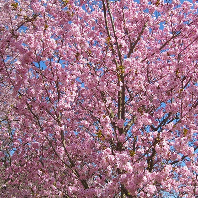 Prunus 'Beni-yutaka' tree