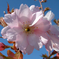 Prunus 'Beni-yutaka' pink flower