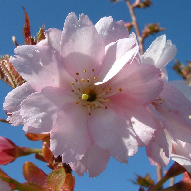 Prunus 'Beni-yutaka' pink flower