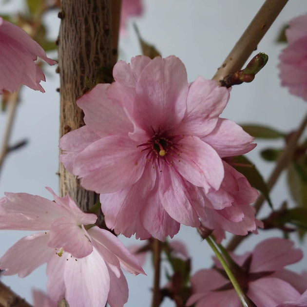 Prunus 'Beni-yutaka' Cherry blossom