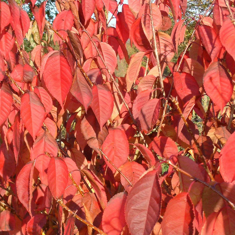 Prunus 'Beni-yutaka' foliage in autumn