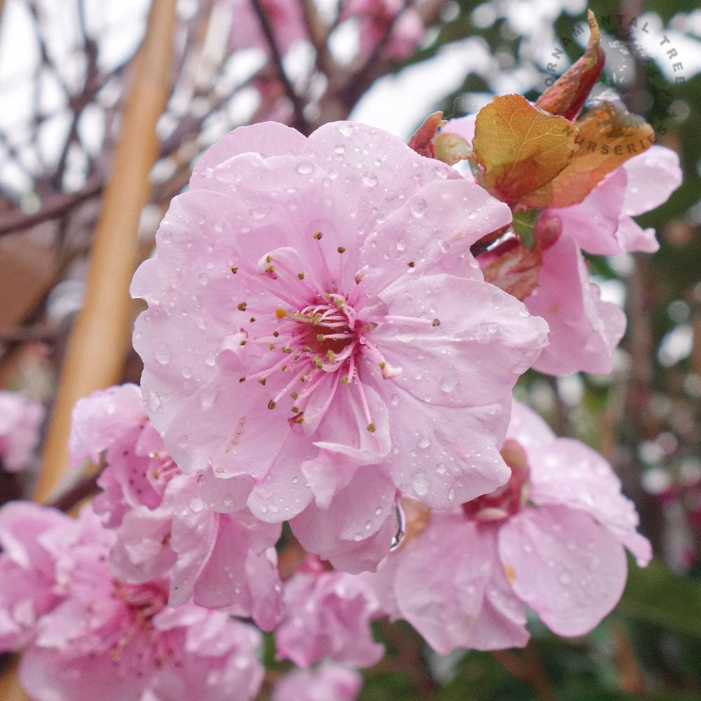 Prunus × blireana plum blossom