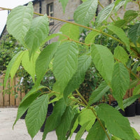 Prunus campanulata 'Felix Jury' leaves