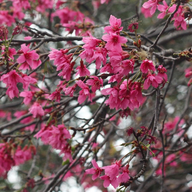 Prunus campanulata 'Felix Jury' Cherry Blossom