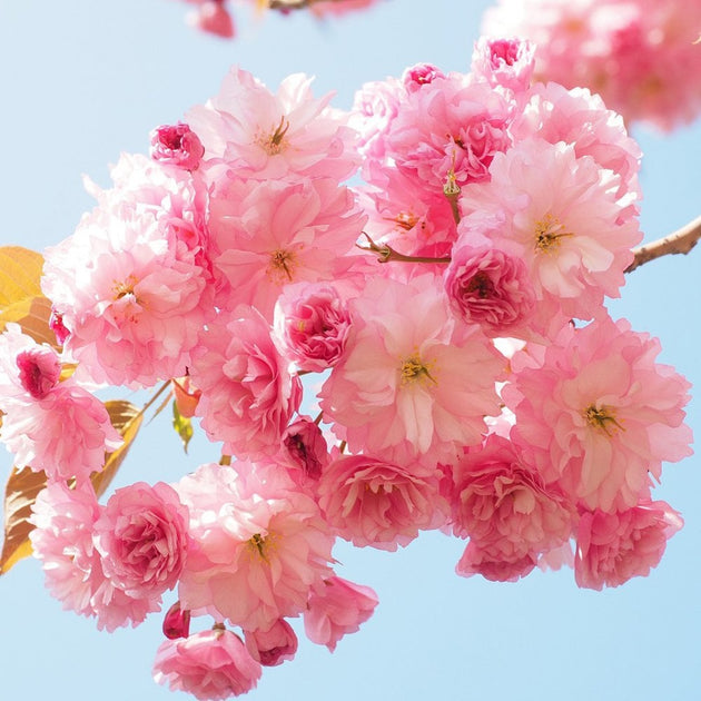 Prunus Candy Floss Tree