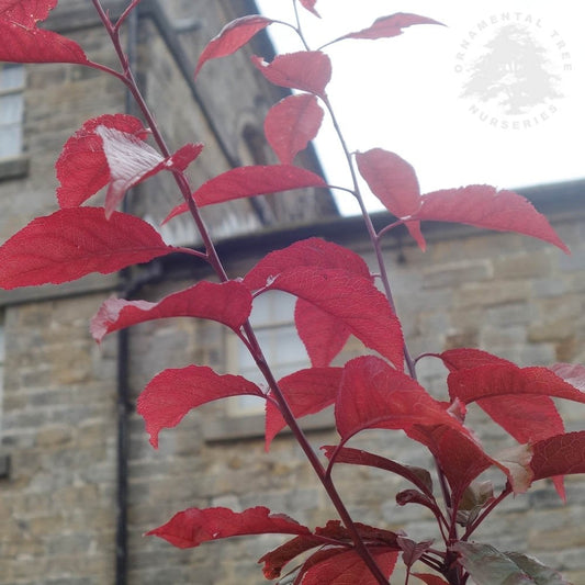 Prunus cerasifera 'Crimson Pointe'