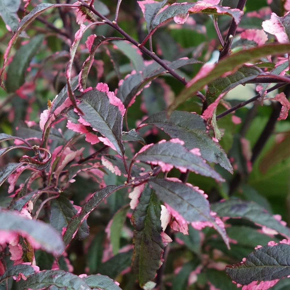 Prunus cerasifera 'Hessei' variegated foliage