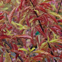 Prunus cerasifera 'Hessei' foliage in spring