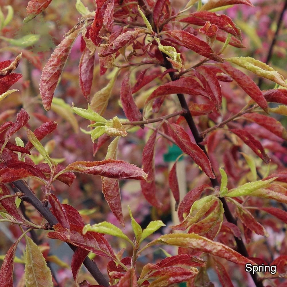 Prunus cerasifera 'Hessei' foliage in spring