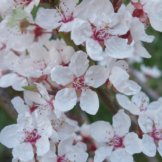 Prunus cerasifera 'Hessei' cherry blossom