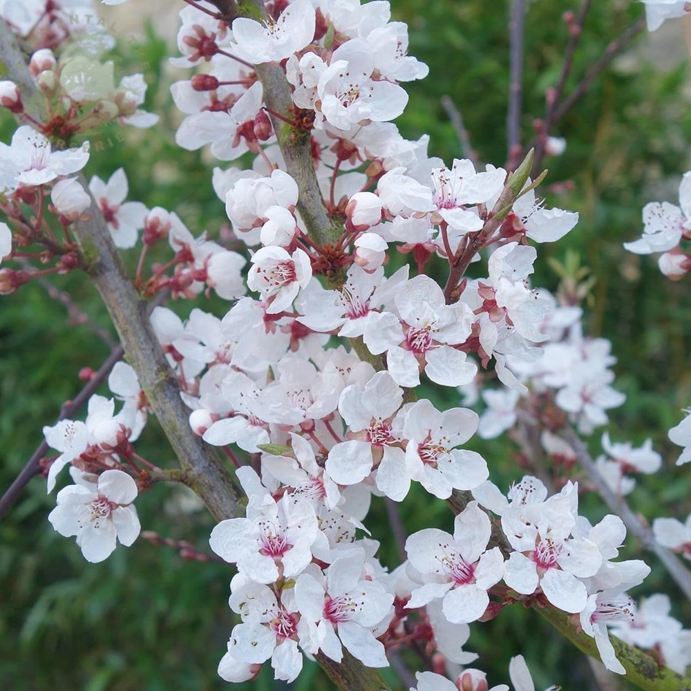 Prunus cerasifera 'Hessei'