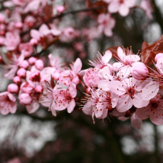 Prunus cerasifera 'Pissardii' cherry blossom