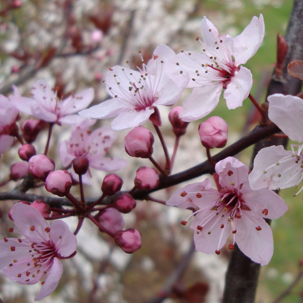 Purple leaved 'Pissardii' flowers