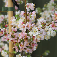 Prunus cerasifera 'Princess'