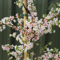 Prunus cerasifera 'Princess'