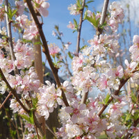 Prunus cerasifera 'Princess' cherry plum blossom