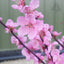 Prunus cerasifera 'Spring Glow'