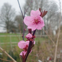 Prunus cerasifera 'Spring Glow'