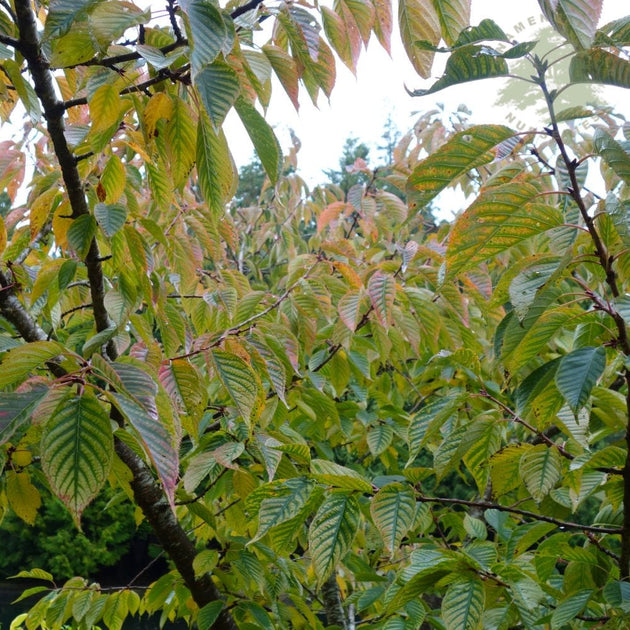 Prunus Chocolate Ice leaves