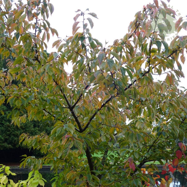 Prunus Chocolate Ice leaves