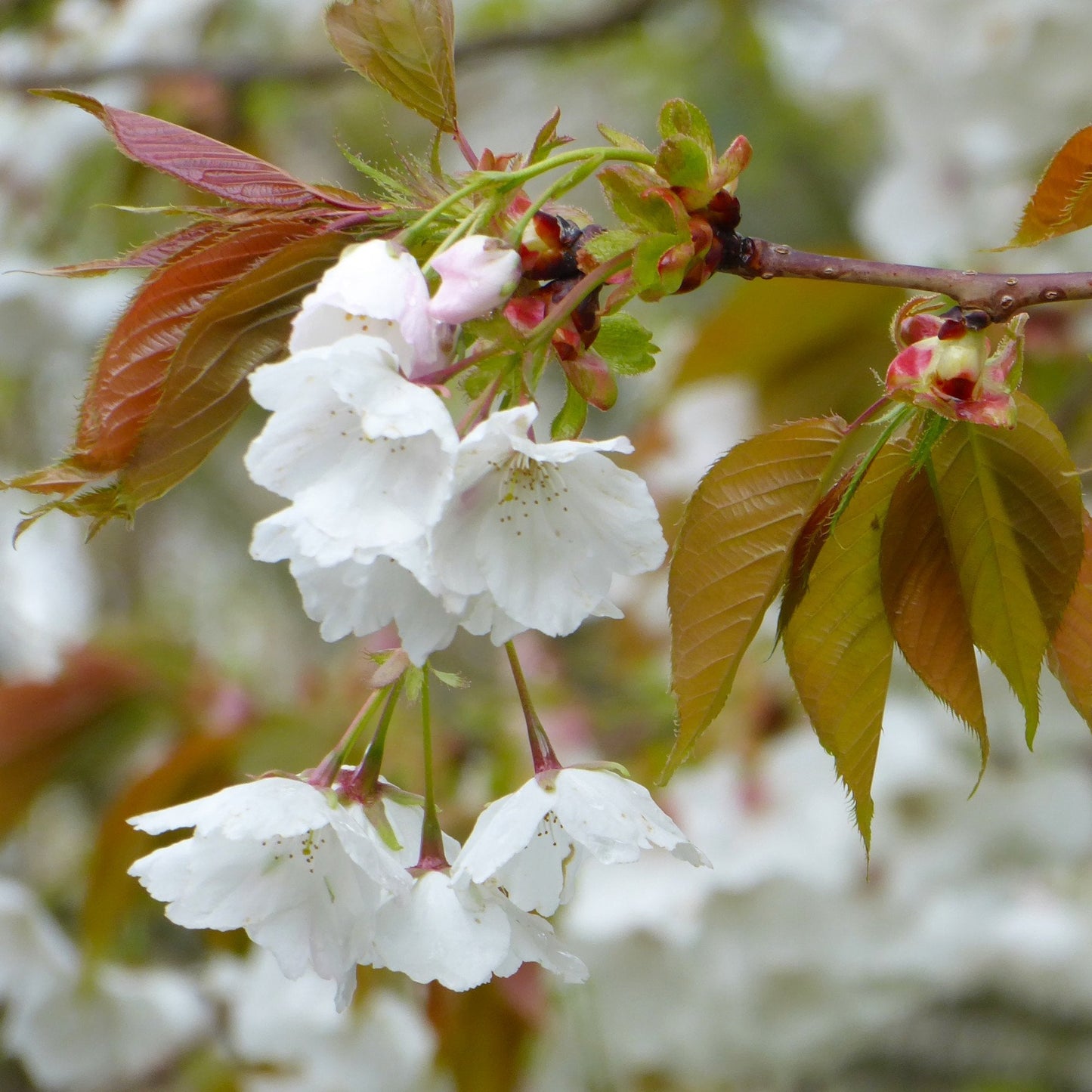 Prunus Chocolate Ice flowers