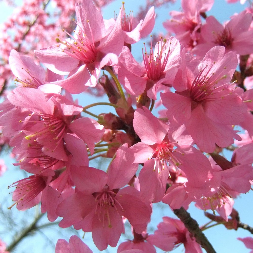 Prunus 'Collingwood Ingram' Cherry tree