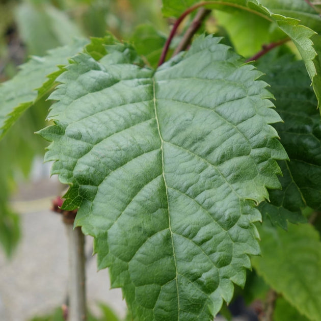 Prunus 'Collingwood Ingram' foliage