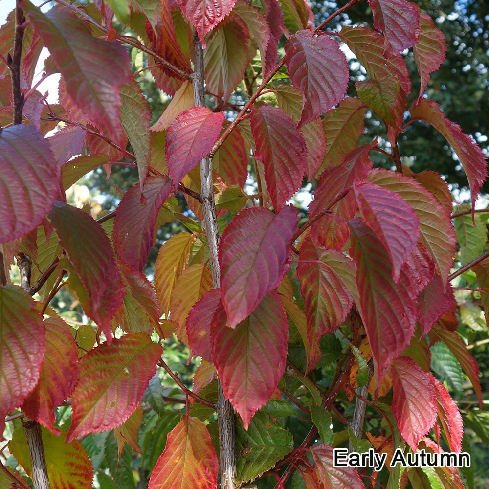 Prunus 'Collingwood Ingram' foliage in autumn