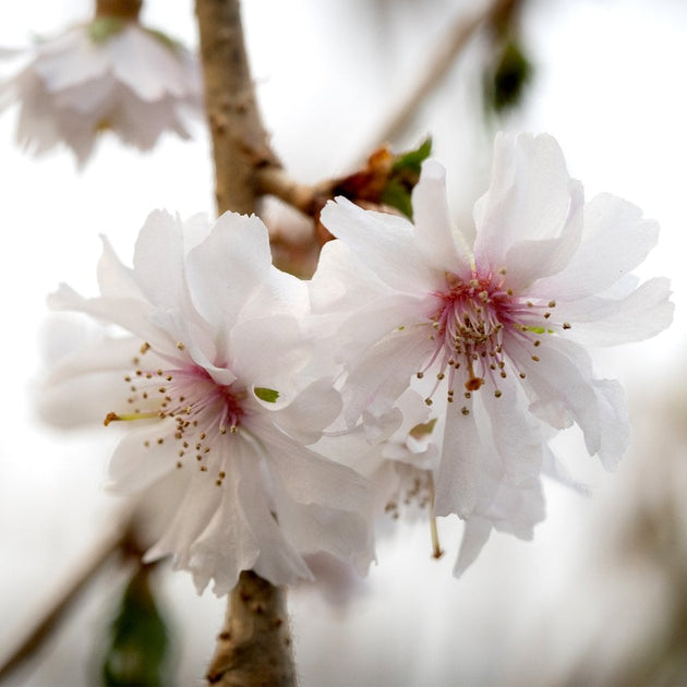 Prunus Crystal Falls cherry blossom tree