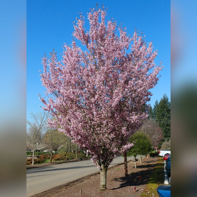 Prunus 'First Blush' cherry blossom tree