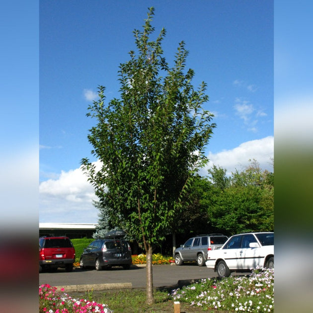 Mature Prunus 'First Blush' in summer