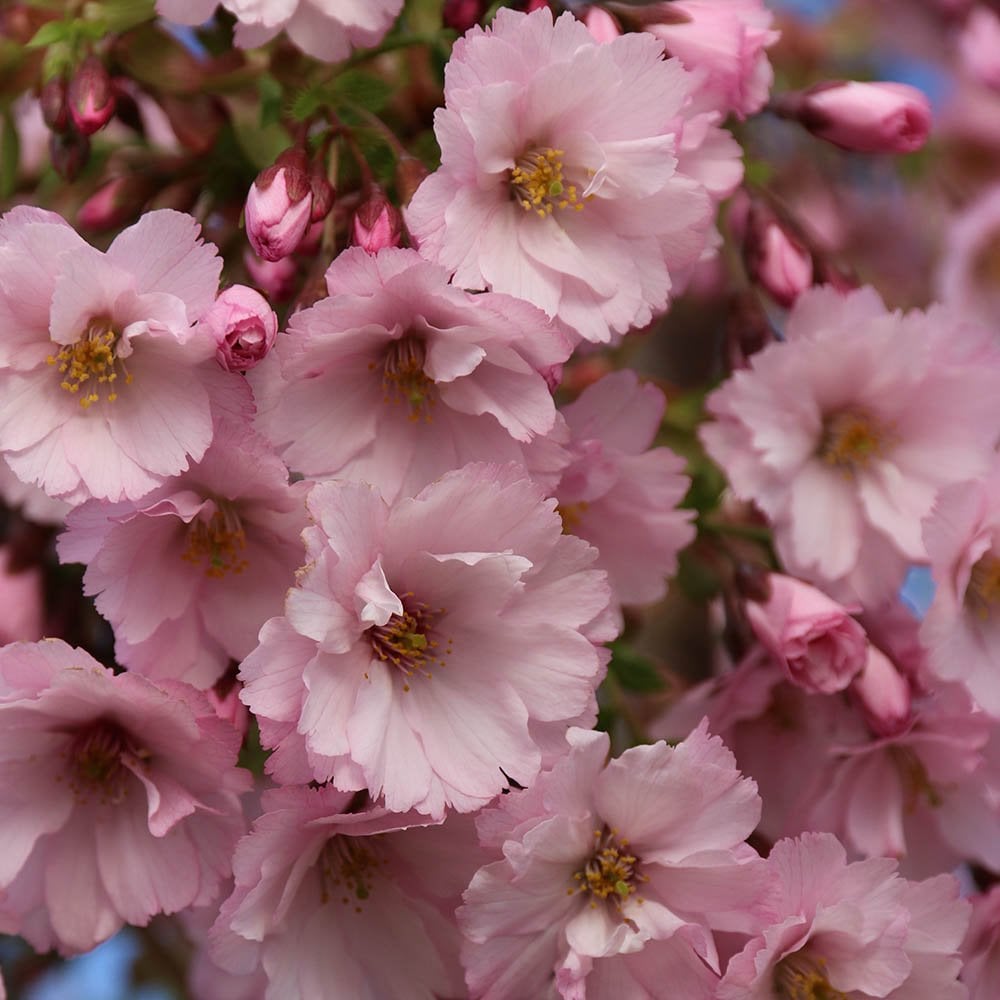 Prunus 'First Blush'