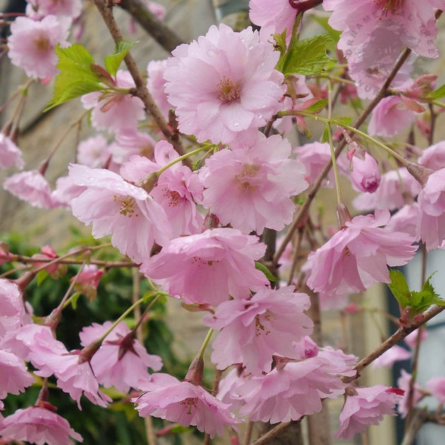 Prunus 'First Blush'