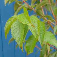 Prunus First Lady foliage