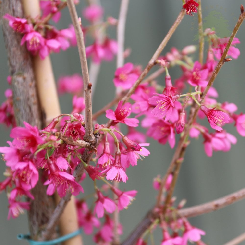 Prunus First Lady blossom