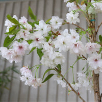 Prunus Fragrant Cloud Shizuka cherry tree