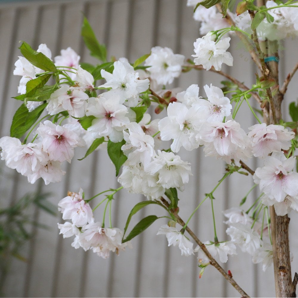 Prunus Fragrant Cloud Shizuka cherry tree